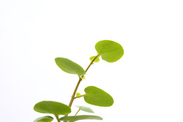 a small plant with green leaves in a vase