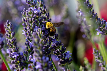 Yellow bee on lavender shrub in the park.