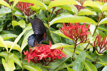 A Great Mormon butterfly (Papilio memnon) on the Ixora 'Super King' flowers.