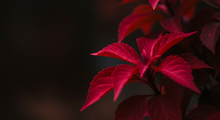 Vibrant Red Leaves Against Dark Background CloseUp View.