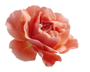 Delicate peach rose bloom with layered petals against a dark background flower, Isolated On Png Transparent Background