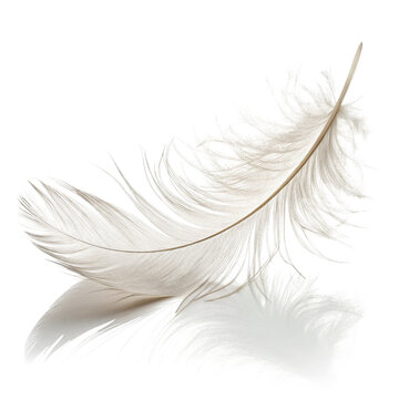 Two delicate white bird feathers isolated on transparent background