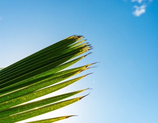 palm tree leaves