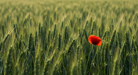 Vibrant Red Poppy Flower Standing Tall in a Field of Green Wheat.