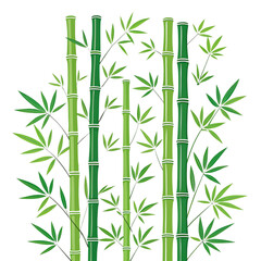 Green bamboo stalks and leaves isolated on transparent background