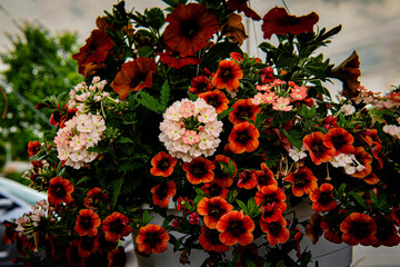 Gorgeous red and pink flowers looks fantastic.