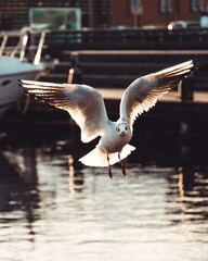 seagull in flight