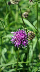 Closeup of a Greater Knapweed flower, Derbyshire England
