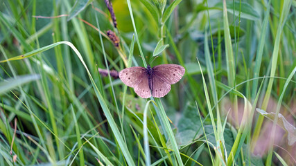 Closeup of a Ringlet butterfly perched on blades of grass, Derbyshire England
