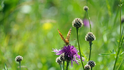 Dark Green Fritillary butterfly perched on a Greater Knapweed flower, Derbyshire England
