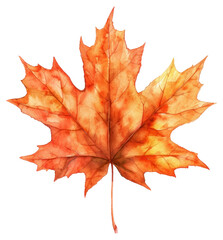 Fototapeta premium PNG Maple leaf plant tree.