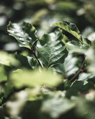 green leaves in the rain