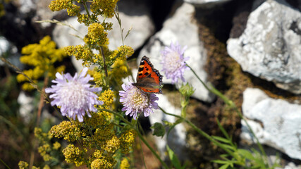 Small Tortoiseshell Butterfly on a Field Scabious flower, Derbyshire England
