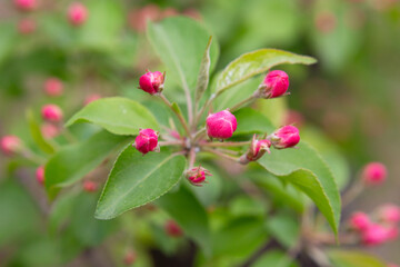 Apple tree bud in bloom. Rosebuds on an apple tree branch in the garden, eternal, May