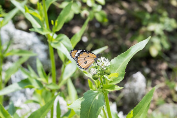 A plain tiger butterfly on the Water Snowball flower.
