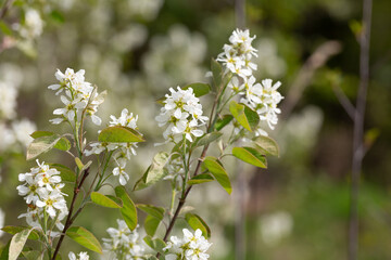 White flowers blooming bird cherry. Bird Cherry Tree in Blossom. Close-up of a Flowering Prunus padus Tree with White Little Blossoms.