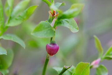 Blueberry blossom, blueberry flowers, wild blueberry, dew on a flower. Small pink buds of wild blueberries on a bush in spring.