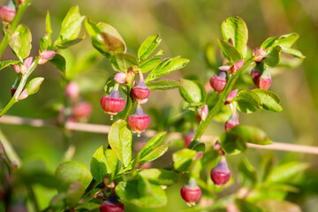 Blueberry blossom, blueberry flowers, wild blueberry, dew on a flower. Small pink buds of wild blueberries on a bush in spring.
