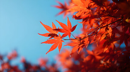 Vibrant Red Maple Leaves Glimmering with Dew Against a Clear Blue Sky in Autumn Nature Scene