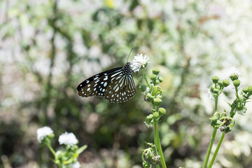 A Tirumala limniace butterfly on the water snowball flower.
