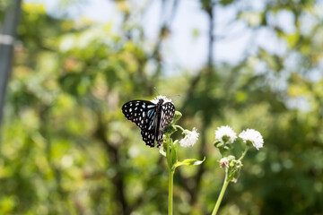 A Tirumala limniace butterfly on the water snowball flower.