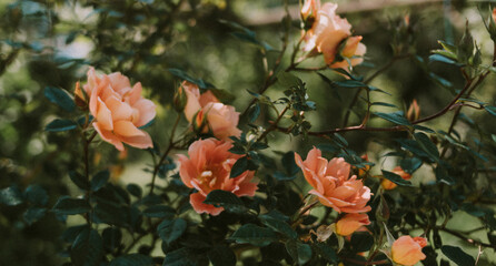 Soft orange-pink rose blossoms on a sunny spring day, shallow depth of field