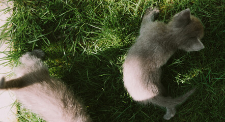 Fototapeta premium Adorable kittens playing and resting on green grass in spring sunlight