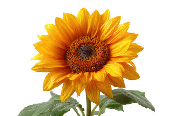 Vibrant sunflower bloom nature floral photography studio close-up. Isolated on transparent background, png.