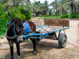 Time and endurance — a donkey cart stands quietly in the palm groves of Tunisia, a humble emblem...