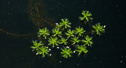 Whorled Watermilfoil Plants Floating on Dark Water Surface.