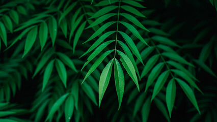 Natural Jungle Leaves Background,Green tropical leaves with natural texture and overlapping patterns. Ideal for backgrounds, eco-friendly concepts, or botanical designs.