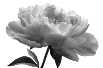 Stunning black and white peony flower minimalist close-up photography. Isolated on transparent background, png.