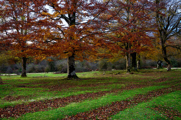 Autumnal beech forest in Urbasa Natural Park, Navarra, Spain. Vibrant fall foliage, soft light and...