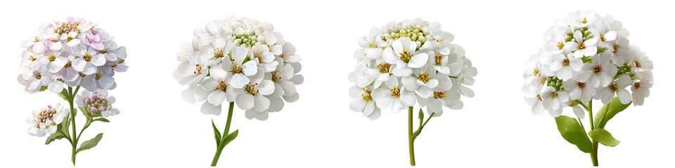 Set of candytuft flower isolated on transparent background.