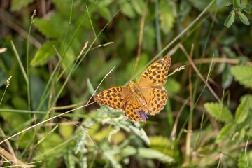 Fritillary butterfly (Argynnis paphia) on purple flower in natural landscape