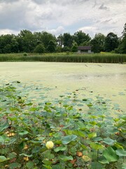 wetland with lotus flowers