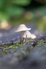 Mystical forest scene with small mushrooms in focus