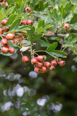 Close-up of bright red rose hips on hawthorn