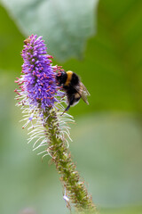 Bumblebee pollinating purple candelabra speedwell