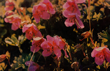USSR, Russia - circa 1981: Postcard with a view of the Commander Islands. Rhododendrons. Retro postcard.