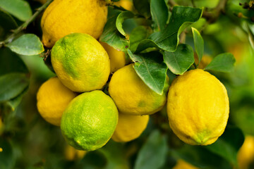 Close-up Lemon fruit hanging on tree in lemon farm. Ripe yellow lemons on a tree in a garden in Italy. Banches of fresh lemons with green leaves in citrus garden.
