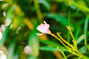 Close up of delicate pink oleander flower against blurred green foliage in soft natural light