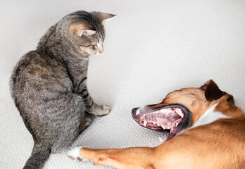 Relaxed cat and dog together on carpet. Cute tabby cat sitting next to dog with stretching, playing or yawning. Dog and cat coexist in multi-pet household. Female Harrier mix dog. Selective focus.