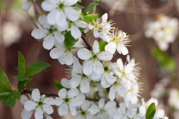 Blossoms of a sea buckthorn bush in the sun