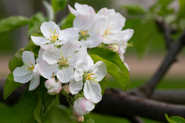 Flowering tree. Apple tree branch with flowers on a blurred background