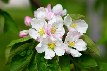 Flowering tree. Apple tree branch with flowers on a blurred background