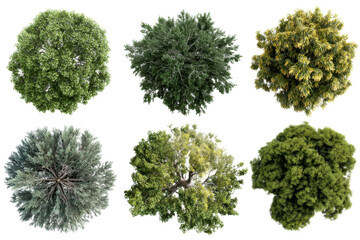 Tree types displayed in detail natural environment top-down view. Isolated on transparent background, png.