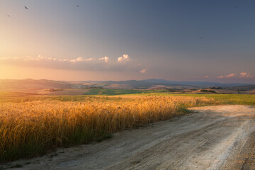 Golden wheat field in Tuscany glowing in the evening light