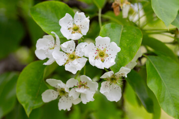 Beautiful pear tree flowers in spring. White bloom of a pear tree. Close up