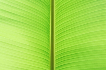 banana leaves with natural light, banana leaves background, perfect as a banana garden background for fresh, relaxing, natural, and eco-friendly concepts